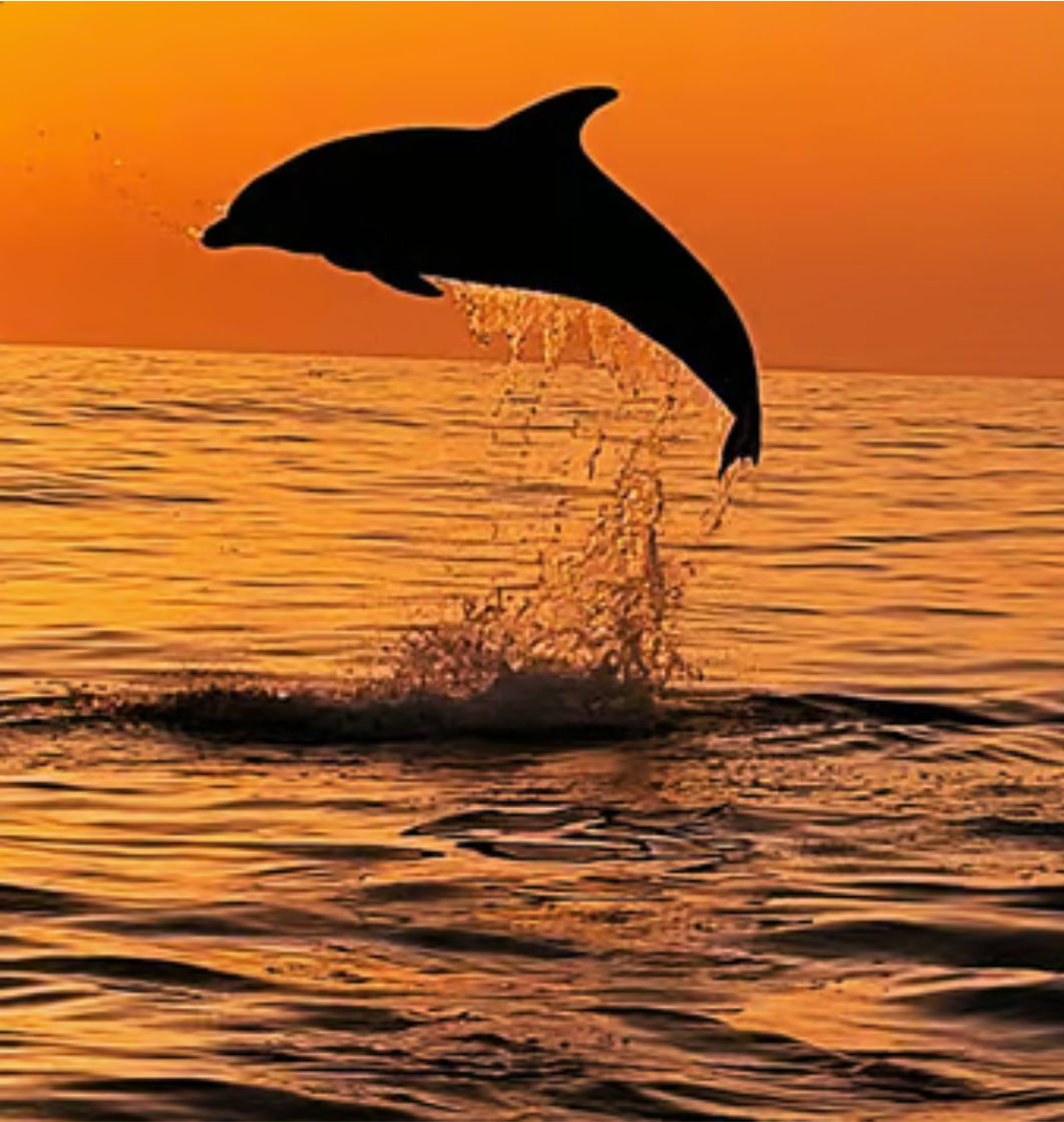 excursión delfin de mallorca boat adventure en emprendimos y okservi
